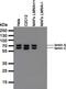 Lamin A/C antibody, NBP2-59937, Novus Biologicals, Western Blot image 