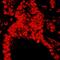 Matrin 3 antibody, A300-591A, Bethyl Labs, Immunohistochemistry frozen image 