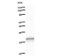 UTP4 Small Subunit Processome Component antibody, LS-C342806, Lifespan Biosciences, Western Blot image 