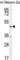 C-Terminal Binding Protein 1 antibody, abx025989, Abbexa, Western Blot image 