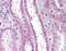 Apolipoprotein D antibody, NBP1-40025, Novus Biologicals, Immunohistochemistry frozen image 