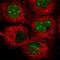 TRNA-YW Synthesizing Protein 1 Homolog antibody, NBP2-58222, Novus Biologicals, Immunocytochemistry image 