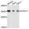 Homeobox A11 antibody, MBS127151, MyBioSource, Western Blot image 