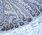 Musashi RNA Binding Protein 1 antibody, AF2628, R&D Systems, Immunohistochemistry frozen image 