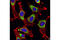 Beta-Actin antibody, 3700S, Cell Signaling Technology, Immunofluorescence image 