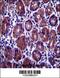 Eukaryotic Translation Initiation Factor 2 Subunit Alpha antibody, 57-063, ProSci, Immunohistochemistry frozen image 