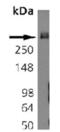 Bassoon Presynaptic Cytomatrix Protein antibody, MA1-20689, Invitrogen Antibodies, Western Blot image 