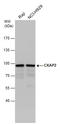 Cytoskeleton Associated Protein 2 antibody, GTX110830, GeneTex, Western Blot image 