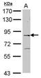 Engulfment and cell motility protein 2 antibody, GTX116730, GeneTex, Western Blot image 