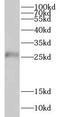 Cysteine Rich Secretory Protein 2 antibody, FNab01979, FineTest, Western Blot image 