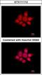 Cytoplasmic protein NCK1 antibody, LS-C155317, Lifespan Biosciences, Immunofluorescence image 