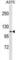 FERM, ARH/RhoGEF And Pleckstrin Domain Protein 1 antibody, abx029938, Abbexa, Western Blot image 