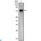 Syntaxin Binding Protein 1 antibody, LS-C812798, Lifespan Biosciences, Western Blot image 