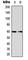 Eukaryotic Translation Initiation Factor 2B Subunit Delta antibody, abx133099, Abbexa, Western Blot image 