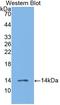 C-C Motif Chemokine Ligand 19 antibody, LS-C295262, Lifespan Biosciences, Western Blot image 