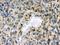 EPH Receptor B1 antibody, PB9584, Boster Biological Technology, Immunohistochemistry frozen image 