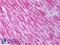Heat Shock Protein Family B (Small) Member 1 antibody, LS-C231843, Lifespan Biosciences, Immunohistochemistry frozen image 