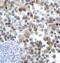 Lymphocyte Activating 3 antibody, RF16089, ProSci, Immunohistochemistry paraffin image 
