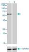 Copine 1 antibody, H00008904-M01, Novus Biologicals, Western Blot image 