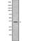 Olfactory Receptor Family 2 Subfamily L Member 13 antibody, abx217523, Abbexa, Western Blot image 