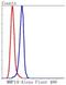 Matrix Metallopeptidase 14 antibody, NBP2-67415, Novus Biologicals, Flow Cytometry image 