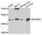 Bradykinin Receptor B2 antibody, STJ22788, St John