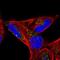 CD82 Molecule antibody, NBP2-55744, Novus Biologicals, Immunofluorescence image 