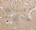 G Protein Subunit Alpha Z antibody, A3173, ABclonal Technology, Immunohistochemistry paraffin image 