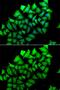 Aminoacylase-1 antibody, GTX55508, GeneTex, Immunofluorescence image 