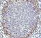 Hydrogen Voltage Gated Channel 1 antibody, NBP1-06585, Novus Biologicals, Immunohistochemistry paraffin image 