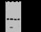 Methylmalonyl-CoA Mutase antibody, 201174-T44, Sino Biological, Western Blot image 