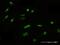 FSHD Region Gene 1 antibody, H00002483-B01P, Novus Biologicals, Immunofluorescence image 