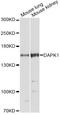 DAPK antibody, STJ28308, St John