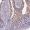 Proline Rich 13 antibody, PA5-61188, Invitrogen Antibodies, Immunohistochemistry paraffin image 