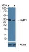 Complement C1q Binding Protein antibody, LS-C294537, Lifespan Biosciences, Western Blot image 