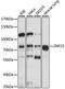Zinc Finger Protein 23 antibody, LS-C750299, Lifespan Biosciences, Western Blot image 