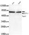 CREB Regulated Transcription Coactivator 1 antibody, GTX49232, GeneTex, Western Blot image 