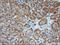 Mitogen-Activated Protein Kinase Kinase 1 antibody, LS-C174637, Lifespan Biosciences, Immunohistochemistry paraffin image 
