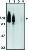 ADAM Metallopeptidase Domain 17 antibody, MBS395641, MyBioSource, Western Blot image 