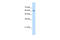 KIAA0319 antibody, 30-264, ProSci, Western Blot image 