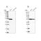 Ras Association Domain Family Member 9 antibody, NBP1-80938, Novus Biologicals, Western Blot image 