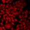 Alsin Rho Guanine Nucleotide Exchange Factor ALS2 antibody, LS-C668556, Lifespan Biosciences, Immunofluorescence image 