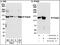 Ring Finger And CCCH-Type Domains 1 antibody, NB100-656, Novus Biologicals, Western Blot image 