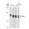 Microtubule Affinity Regulating Kinase 2 antibody, GTX03191, GeneTex, Western Blot image 