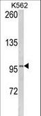 Lipin 2 antibody, LS-C165851, Lifespan Biosciences, Western Blot image 