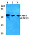 G3BP Stress Granule Assembly Factor 1 antibody, PA5-36645, Invitrogen Antibodies, Western Blot image 
