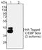 HA tag antibody, AM20783PU-L, Origene, Western Blot image 