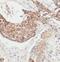 CPSB antibody, FNab01309, FineTest, Immunohistochemistry frozen image 