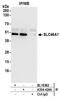 Solute Carrier Family 46 Member 1 antibody, A304-424A, Bethyl Labs, Immunoprecipitation image 