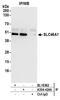 Proton-coupled folate transporter antibody, A304-424A, Bethyl Labs, Immunoprecipitation image 